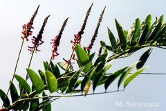 Indigofera zollingeriana